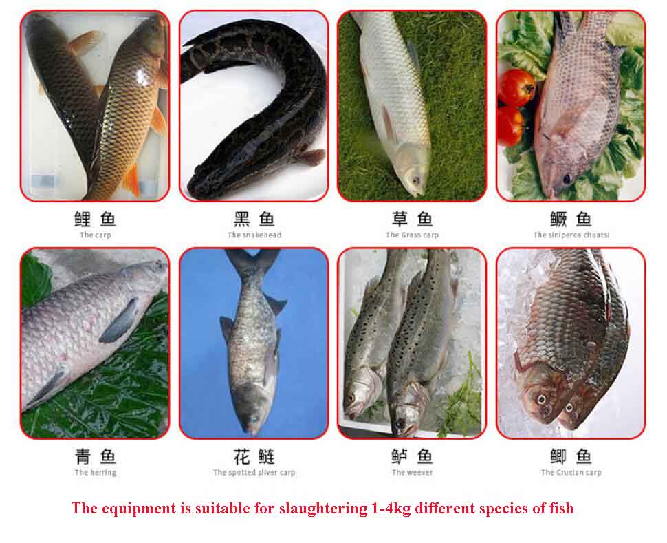 High performance of automatic fish cutting machine(图6)